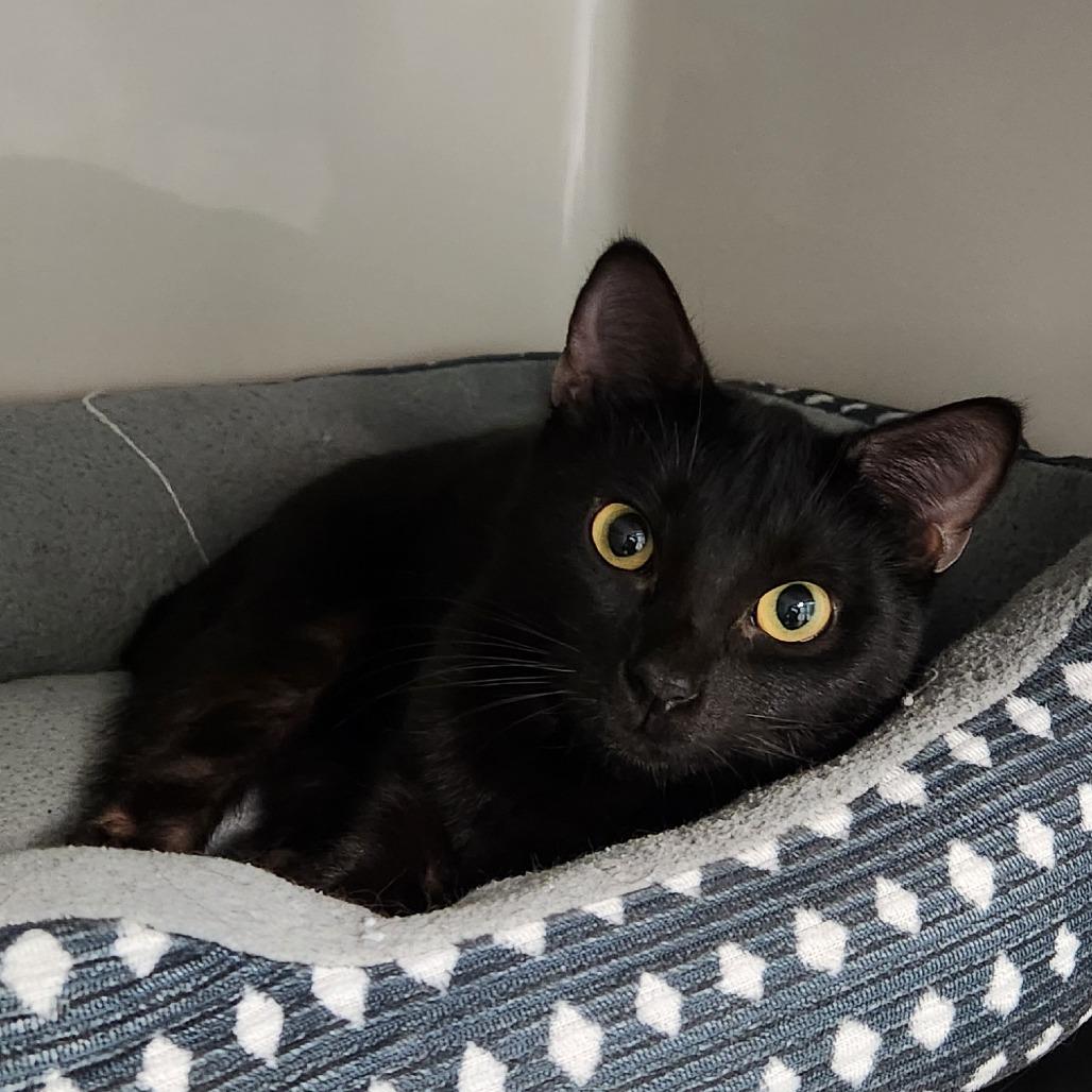 Ivy, Adoptable, Young Female Domestic Short Hair.