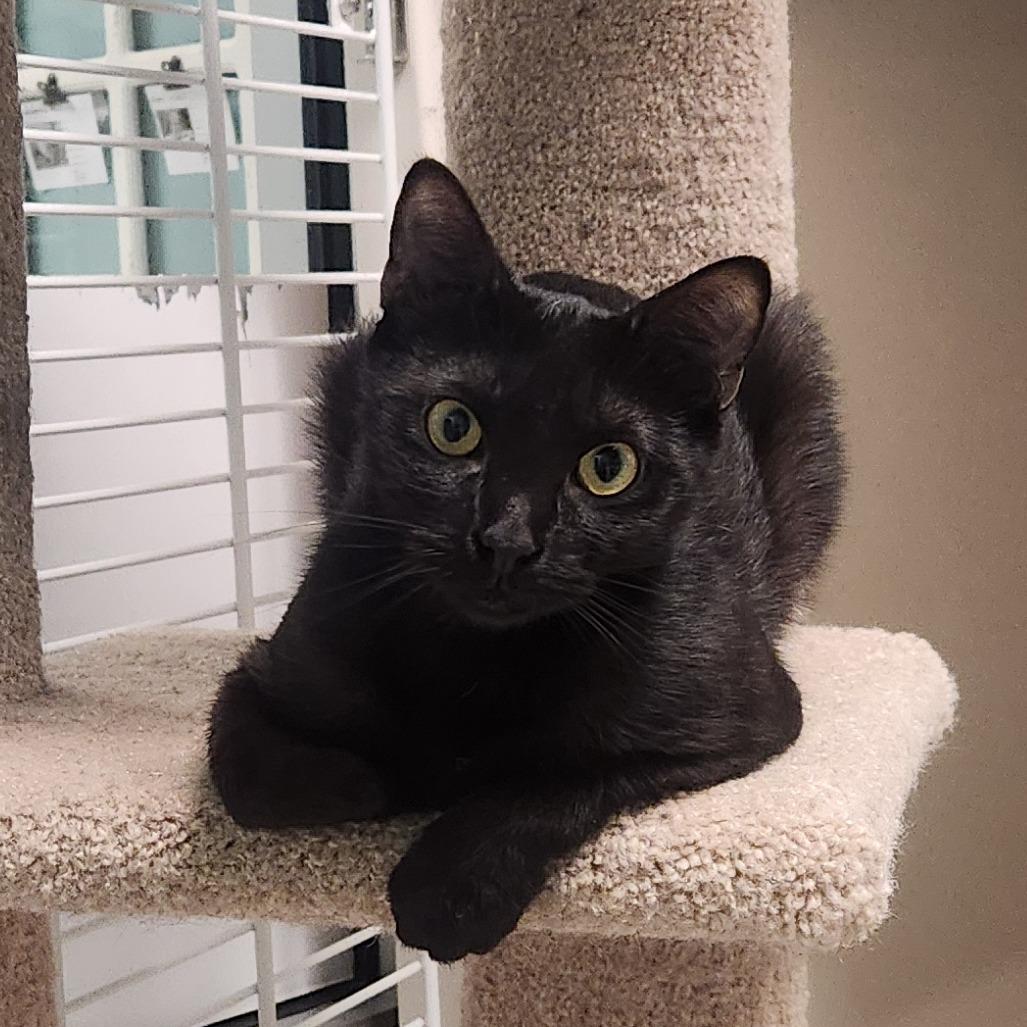 Ivy, a Adoptable Domestic Short Hair in Watertown, NY image 2/3