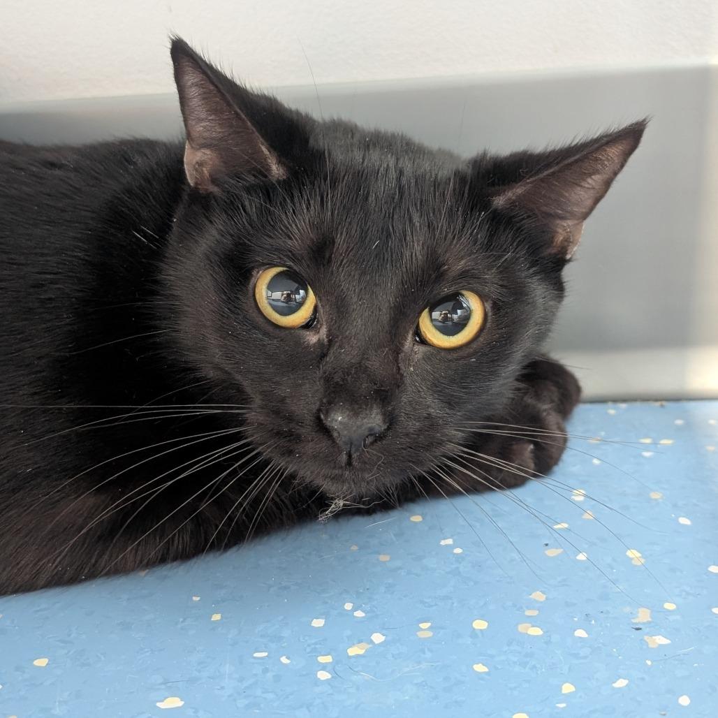 Enlarge Ivy, a Adoptable Domestic Short Hair in Watertown, NY image 1/1