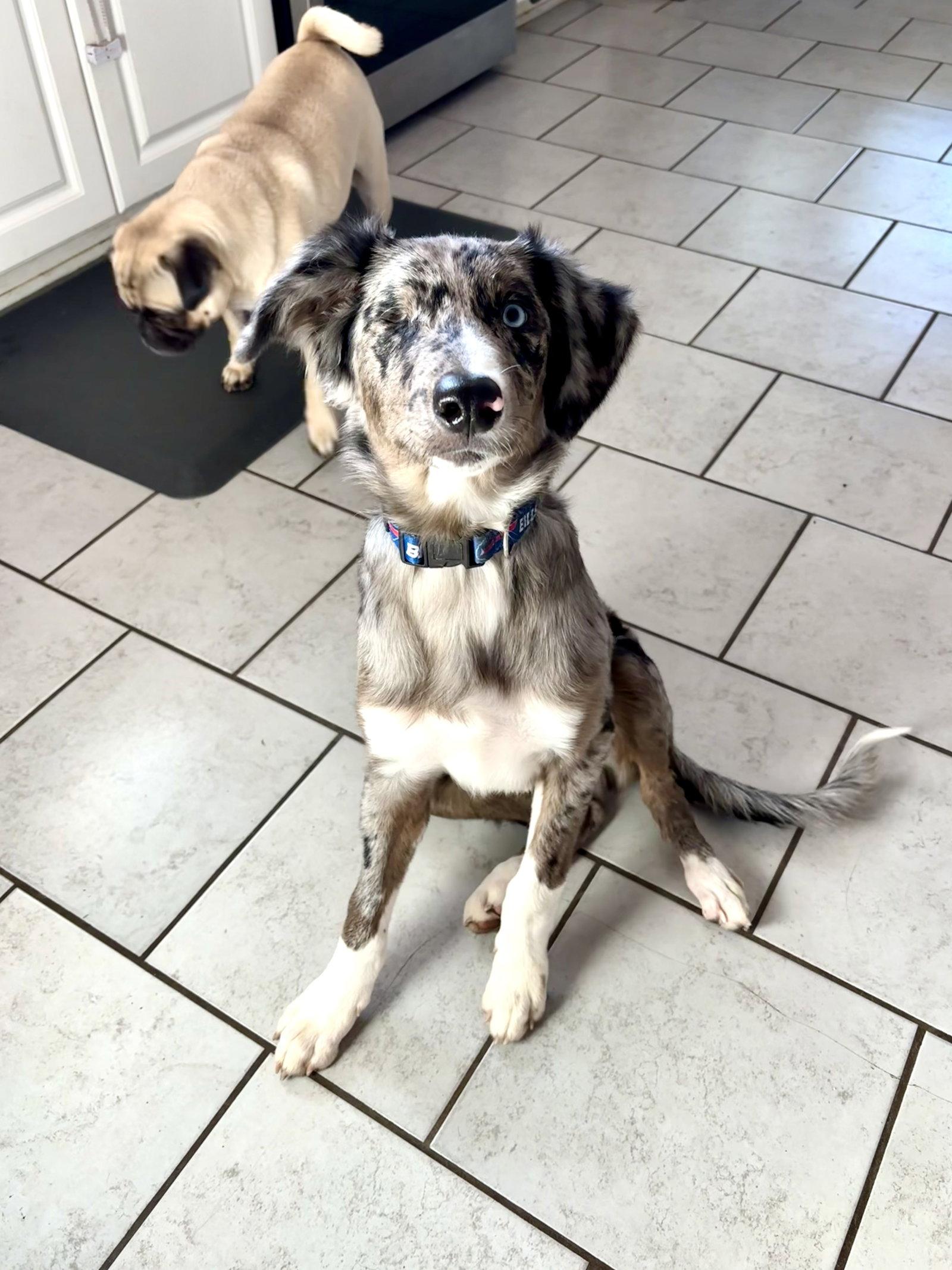 Enlarge Cloud, a Adoptable Australian Shepherd in Tonawanda, NY image 2/3