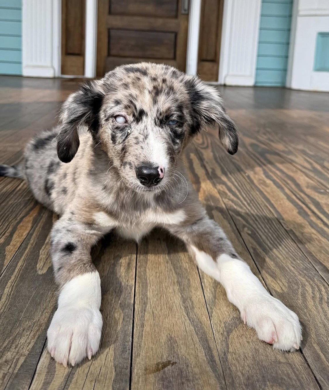 Enlarge Cloud, a Adoptable Australian Shepherd in Tonawanda, NY image 3/3