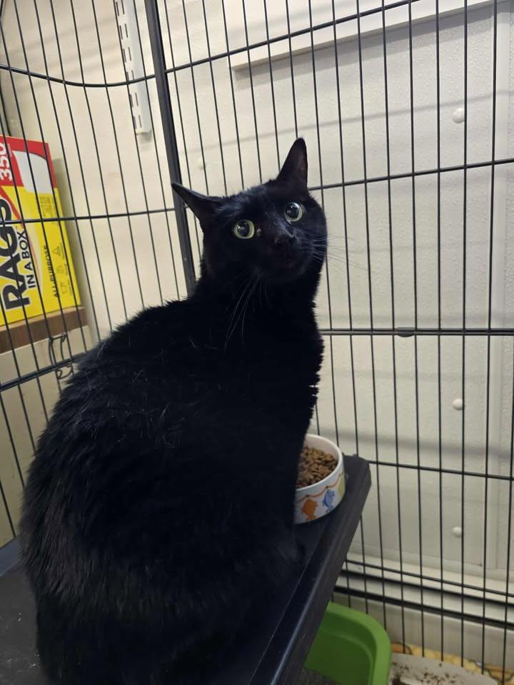 Enlarge Mecca, an adopted Domestic Short Hair in Winthrop, ME image 1/1