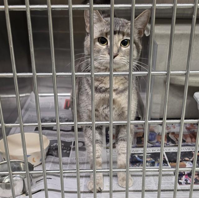 Enlarge SANGRIA, a Adoptable mixed breed in Anchorage, AK image 1/1