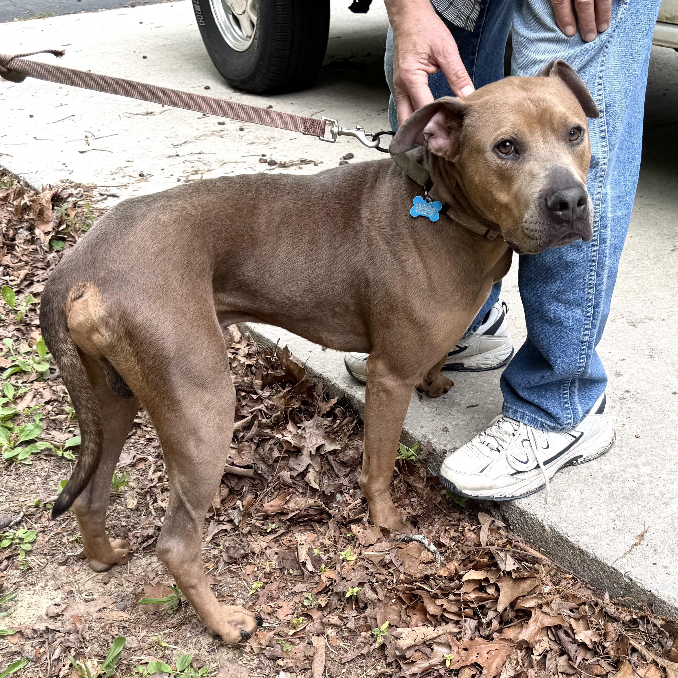 Scooby -s, a ADOPTABLE mixed breed in Sequatchie, TN image 4/6