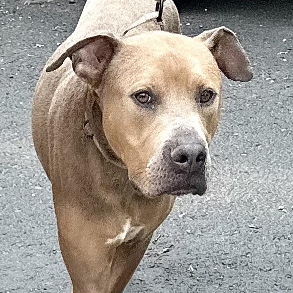 Scooby -s, a ADOPTABLE mixed breed in Sequatchie, TN image 5/6