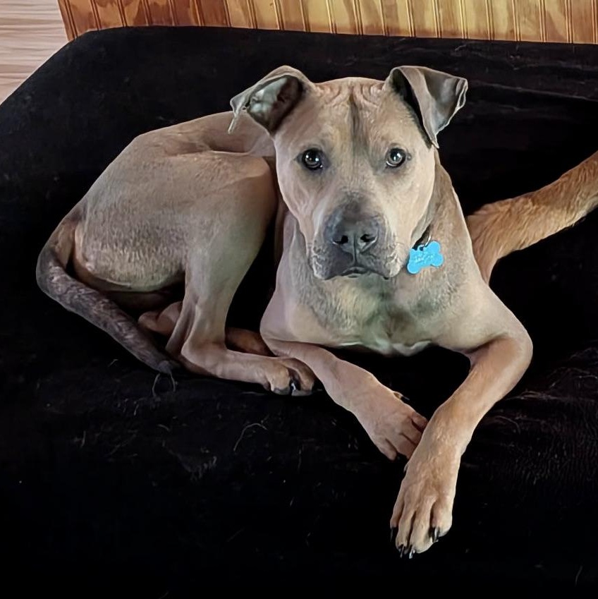 Scooby -s, a ADOPTABLE mixed breed in Sequatchie, TN image 2/6