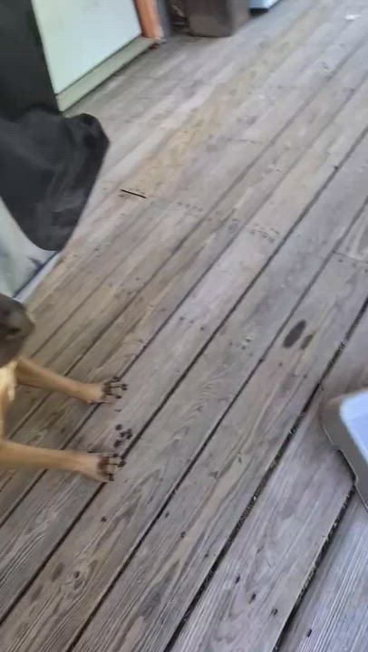 Enlarge Scooby -s, a ADOPTABLE mixed breed in Sequatchie, TN video 6/6