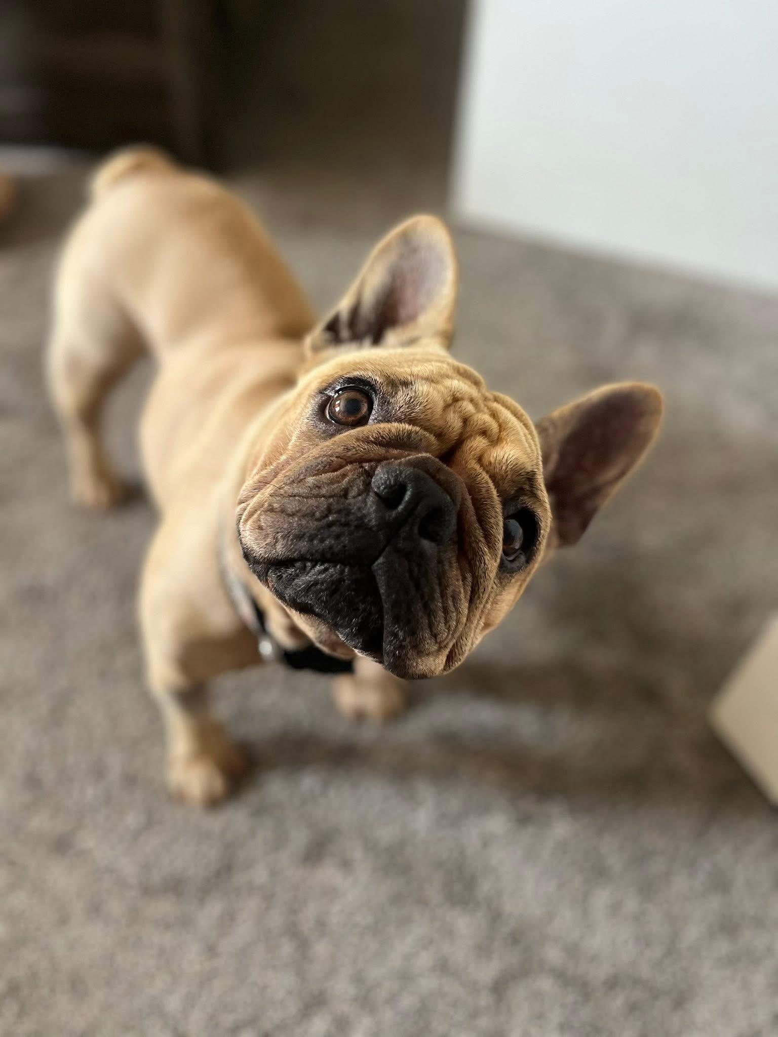 Enlarge Honey, a Adopted French Bulldog in CLAREMONT, CA image 1/3