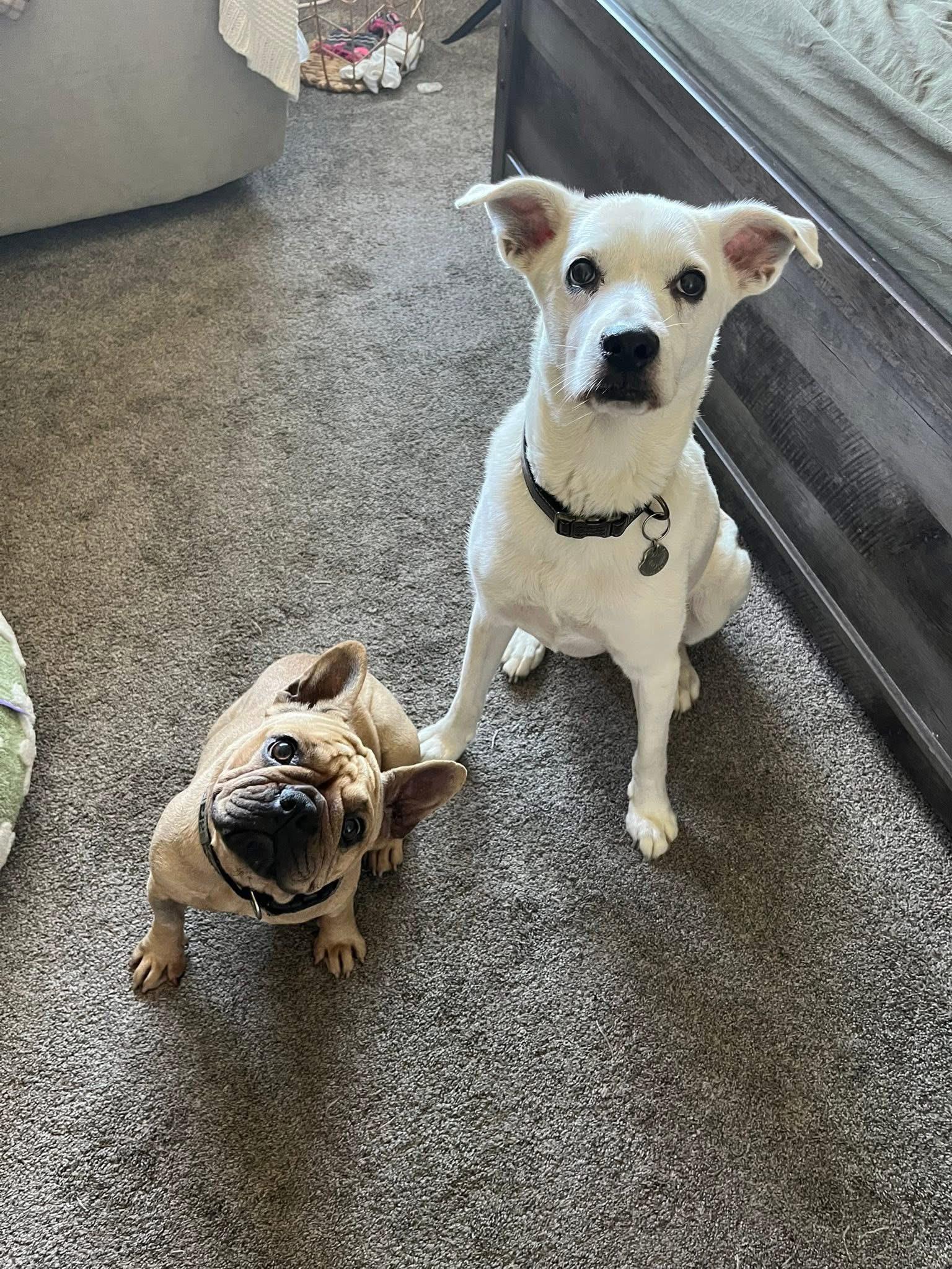 Enlarge Honey, a Adopted French Bulldog in CLAREMONT, CA image 2/3