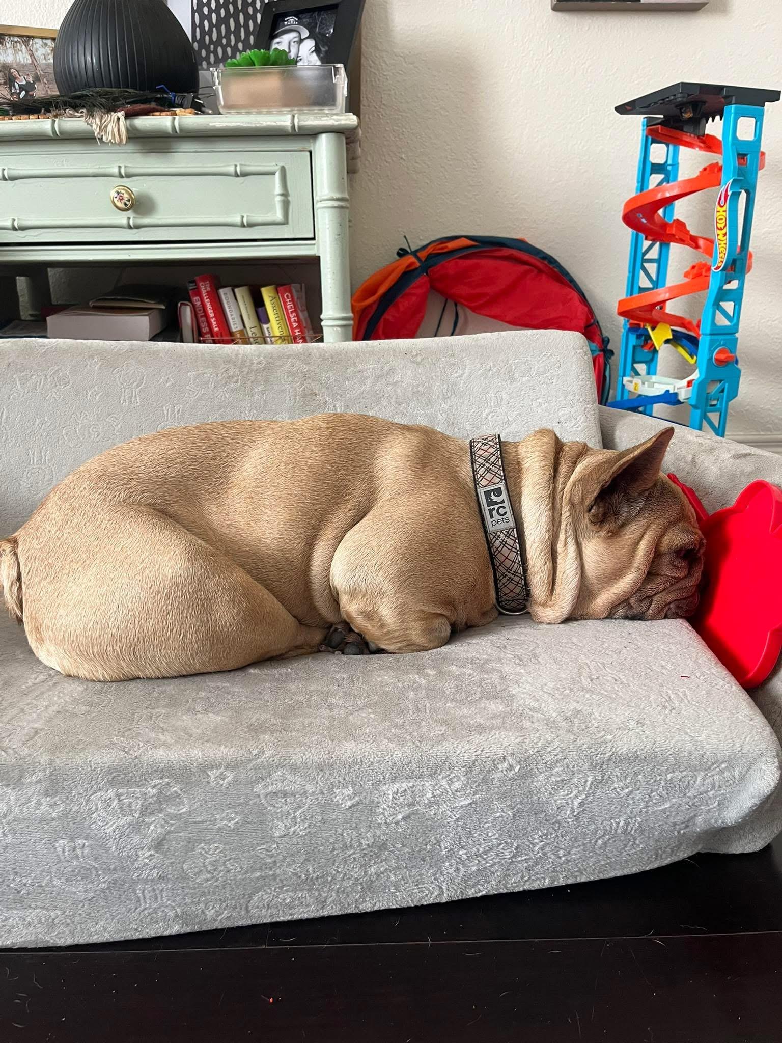 Enlarge Honey, a Adopted French Bulldog in CLAREMONT, CA image 3/3