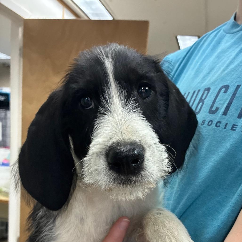 Enlarge Elmer Fudd, a Adoptable mixed breed in Hattiesburg, MS image 1/1
