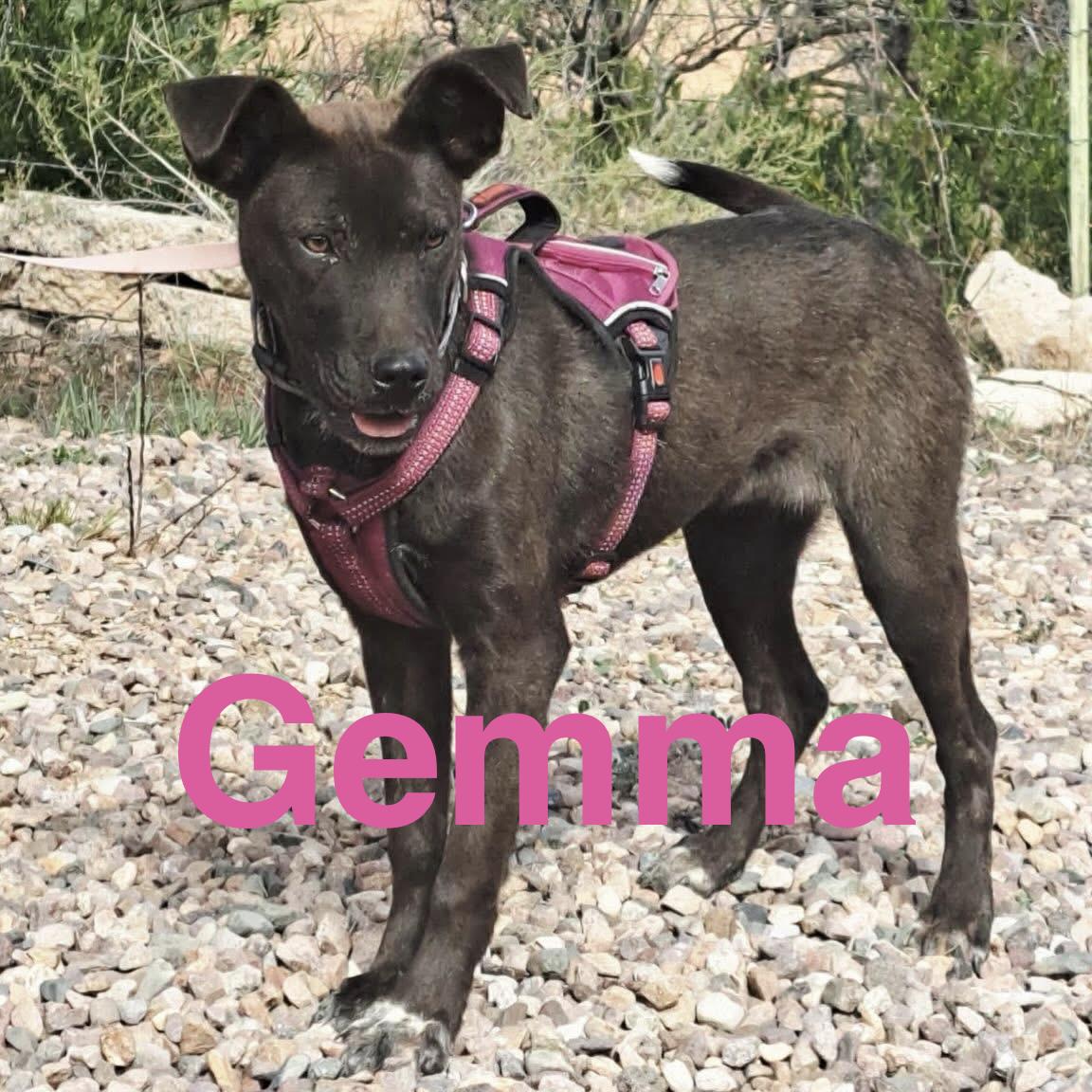 Gemma, ADOPTABLE, Young Female Mixed Breed.
