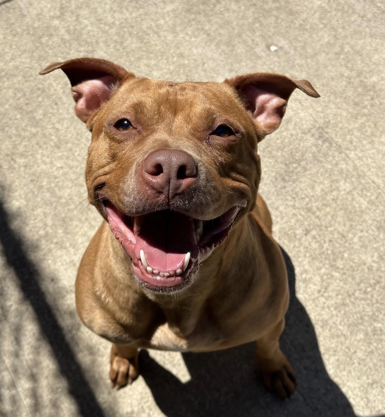 Cheerleader, an adopted Pit Bull Terrier in Chicago, IL image 1/4
