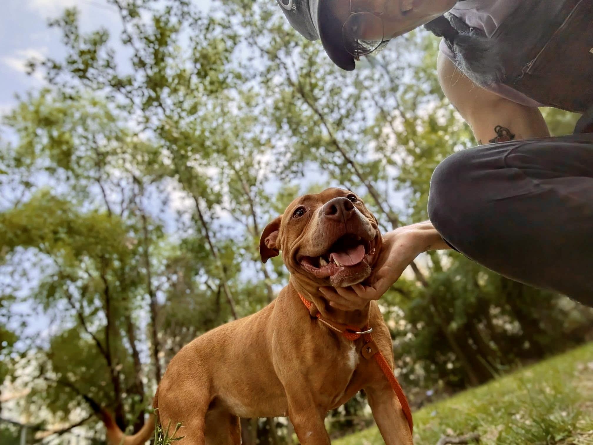 Cheerleader, an adopted Pit Bull Terrier in Chicago, IL image 2/4
