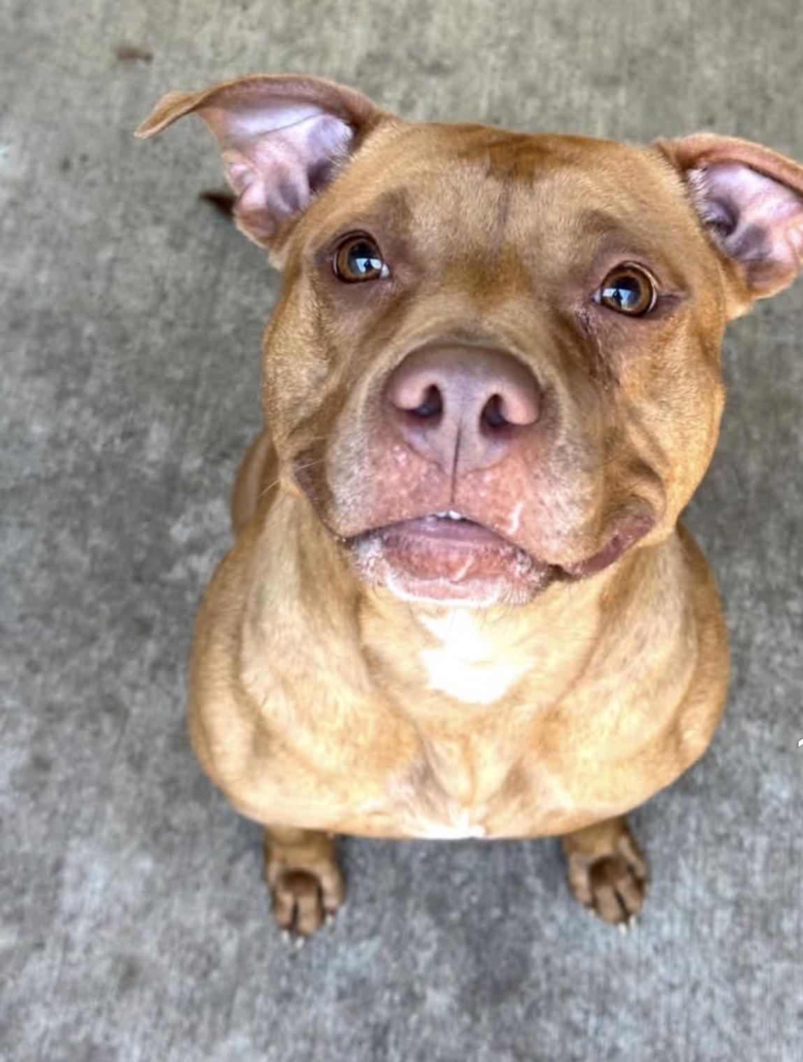 Cheerleader, an adopted Pit Bull Terrier in Chicago, IL image 3/4