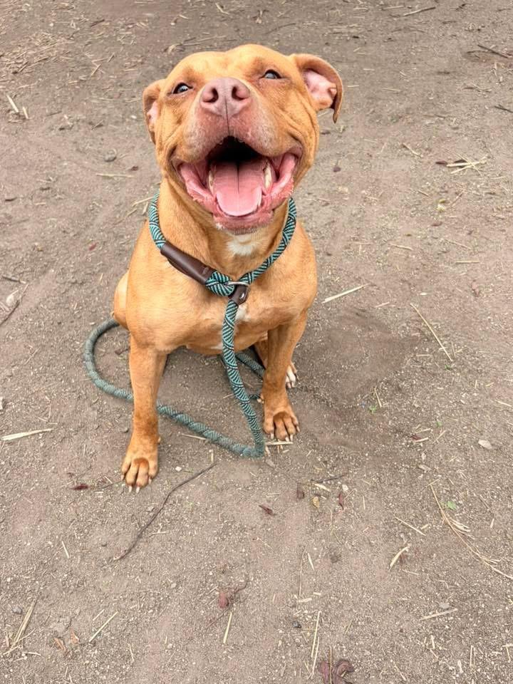 Cheerleader, an adopted Pit Bull Terrier in Chicago, IL image 4/4