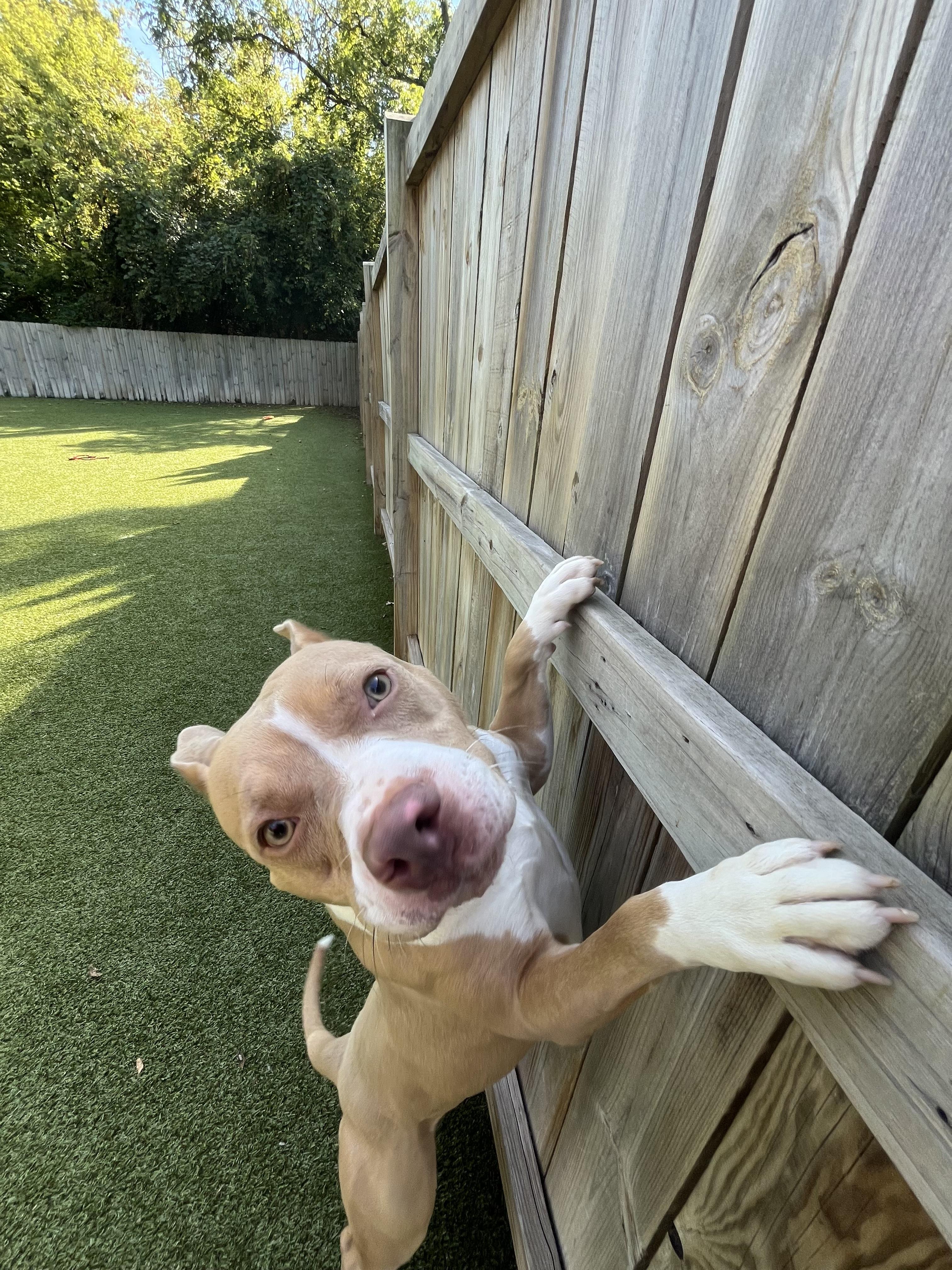 Posey, a Adoptable Pit Bull Terrier in Vernon Hills, IL image 1/4