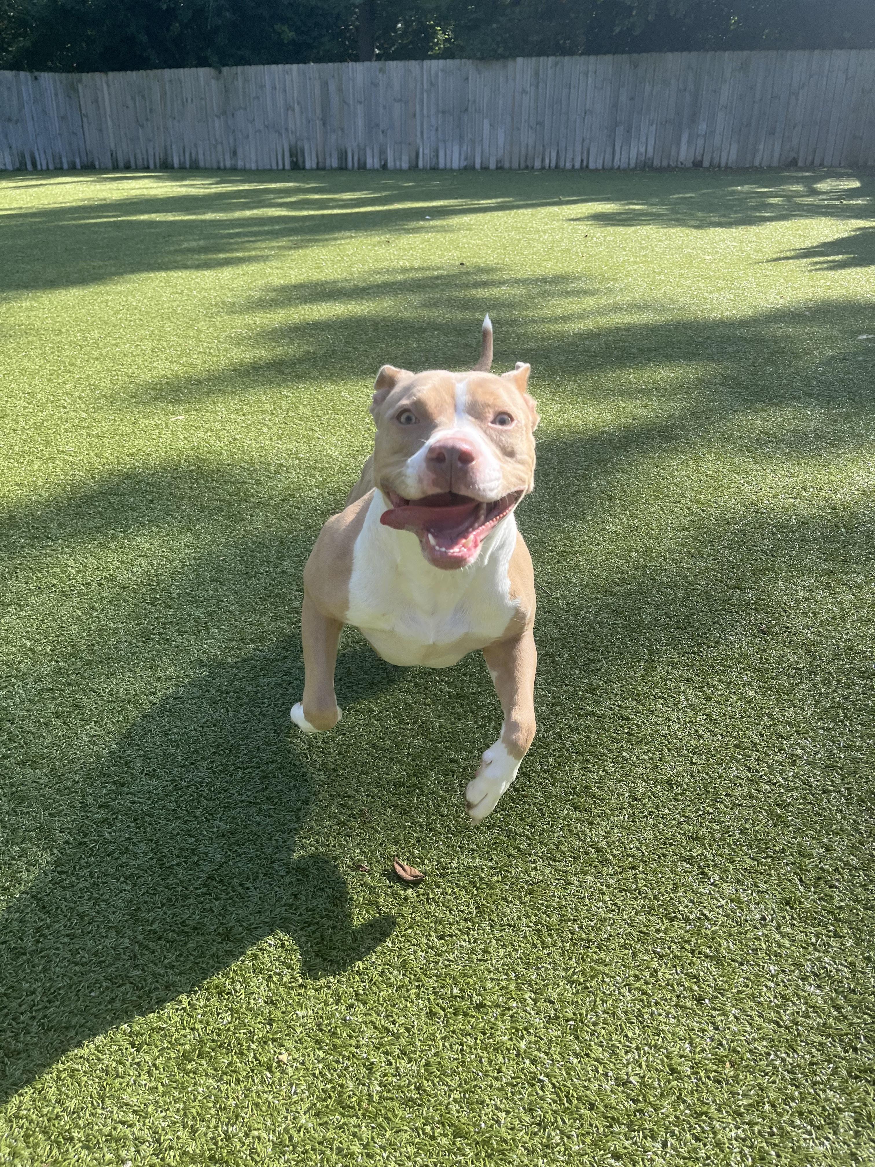 Posey, a Adoptable Pit Bull Terrier in Vernon Hills, IL image 2/4