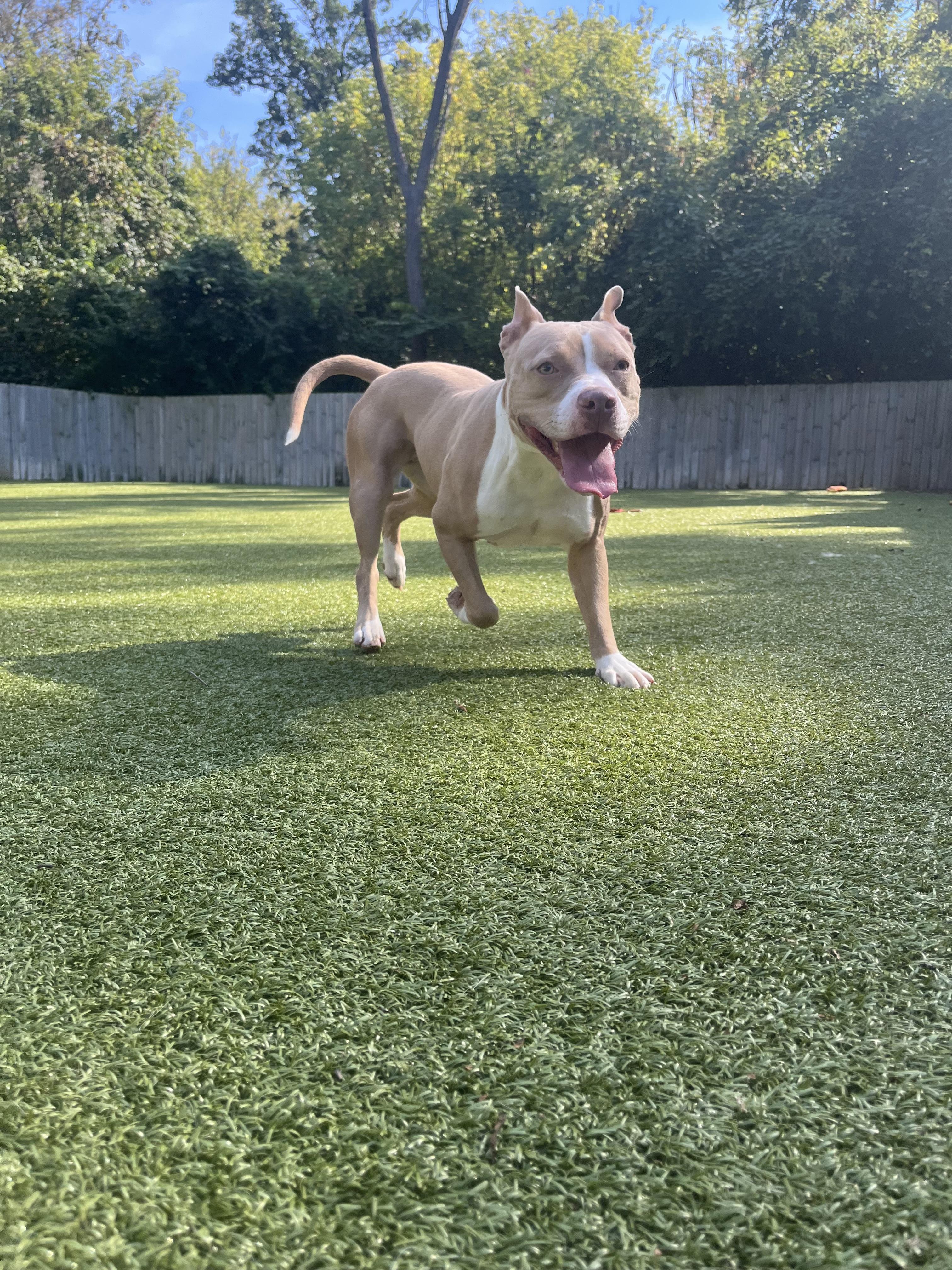 Posey, a Adoptable Pit Bull Terrier in Vernon Hills, IL image 3/4