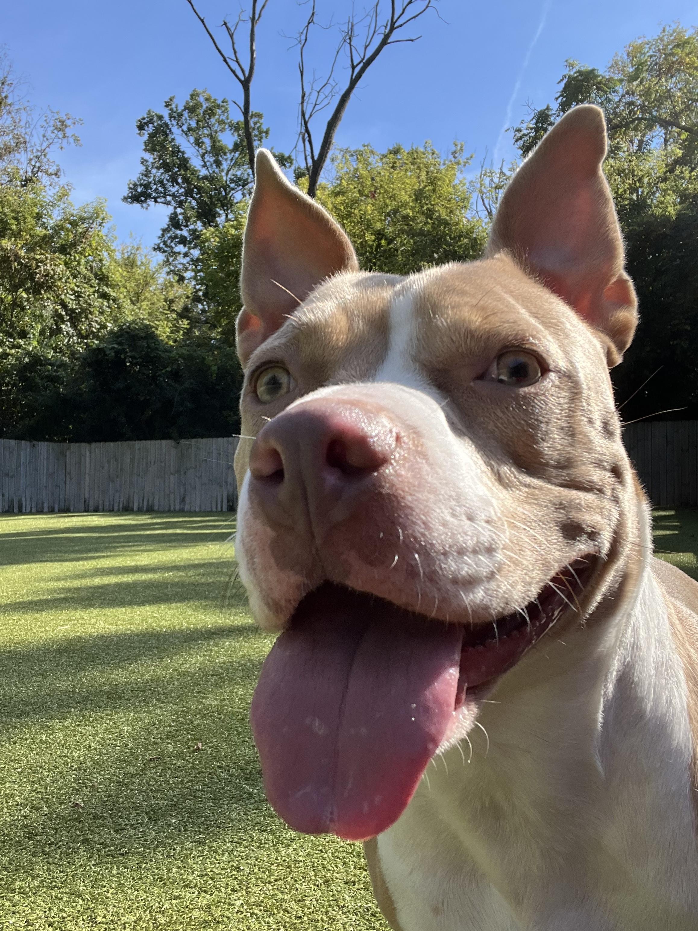 Posey, a Adoptable Pit Bull Terrier in Vernon Hills, IL image 4/4