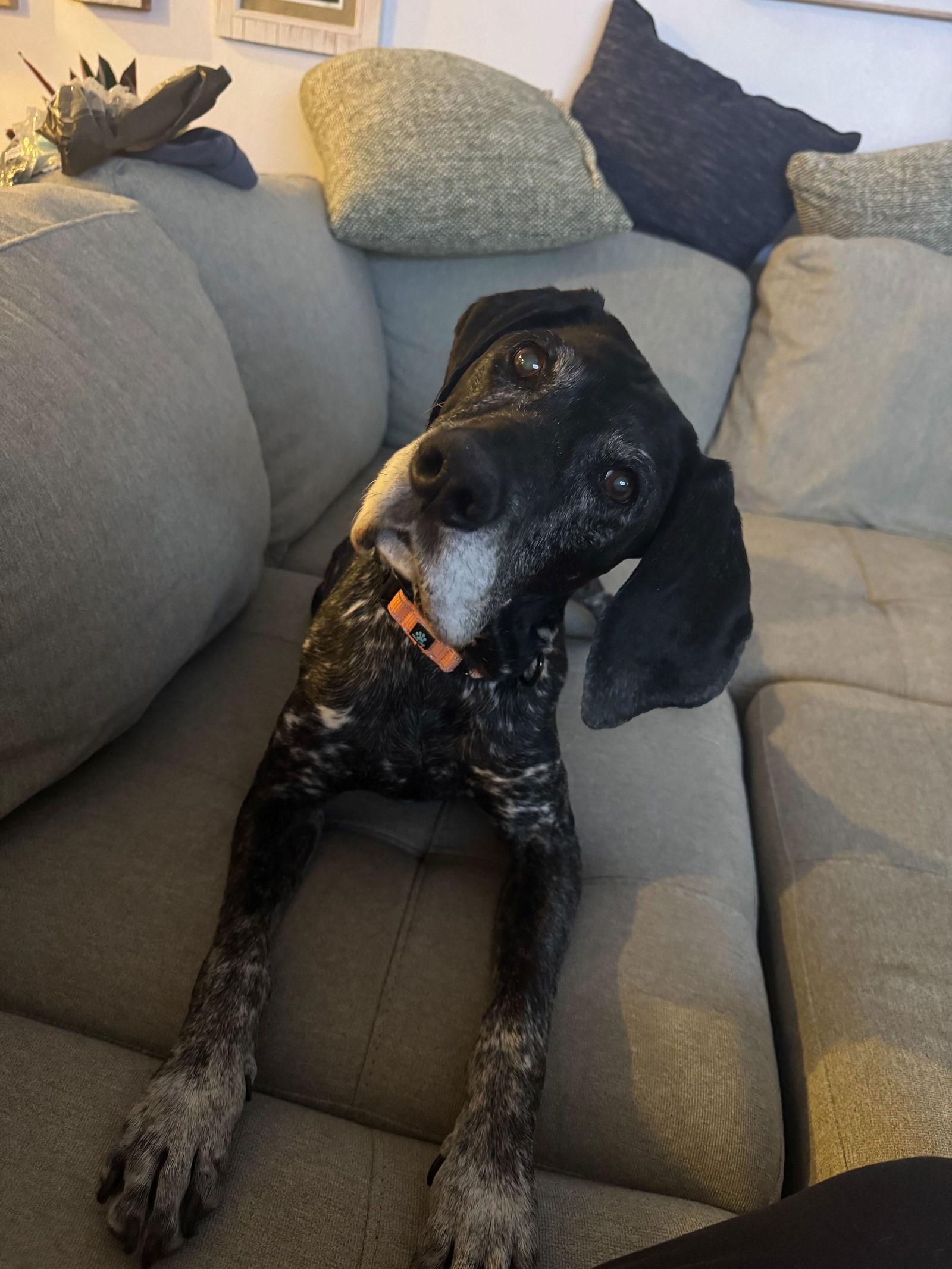 Brooke, a Adopted German Shorthaired Pointer in Omaha, NE image 1/3