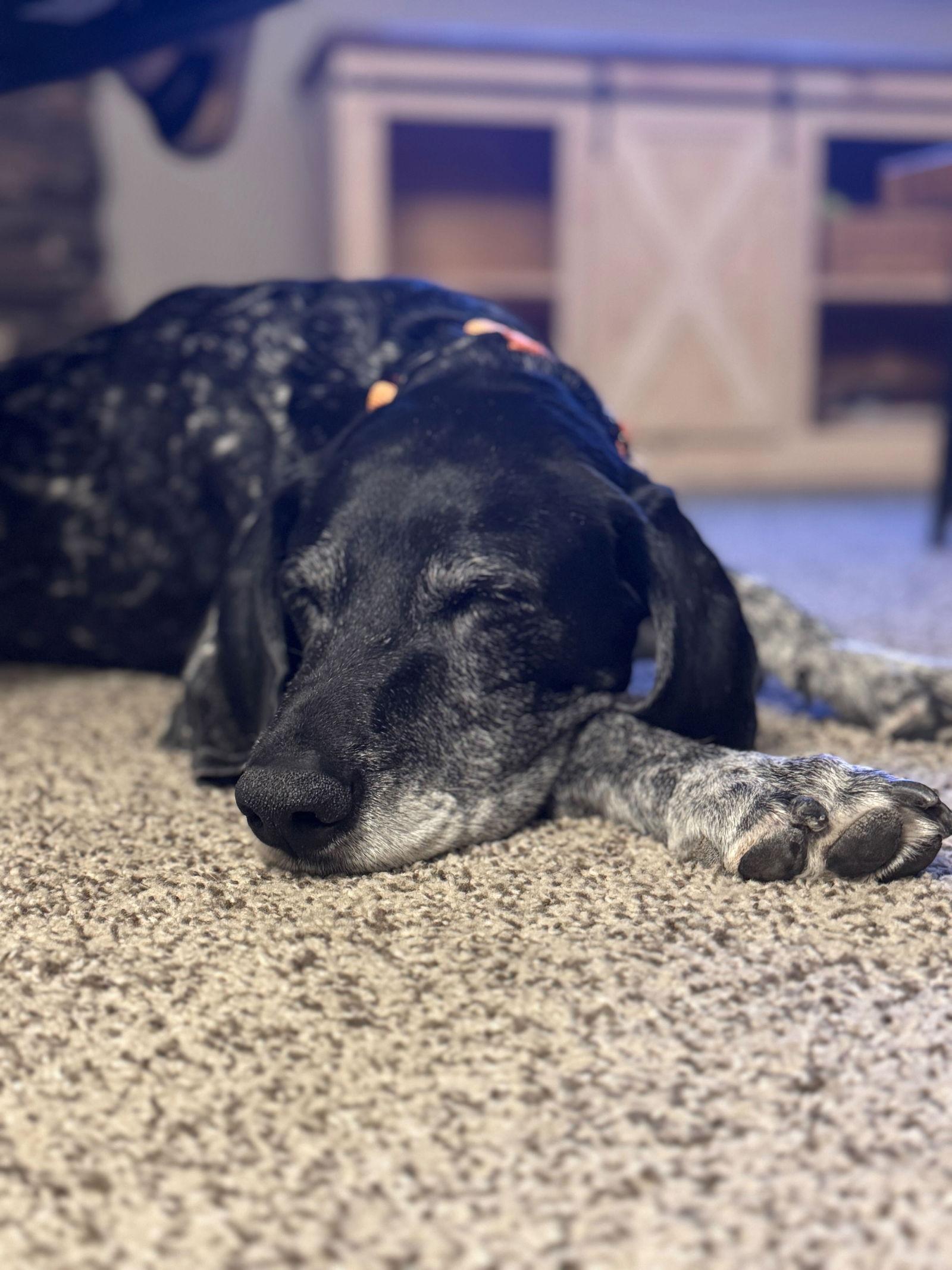 Brooke - Coming Soon!, Adoptable, Adult Female German Shorthaired Pointer.