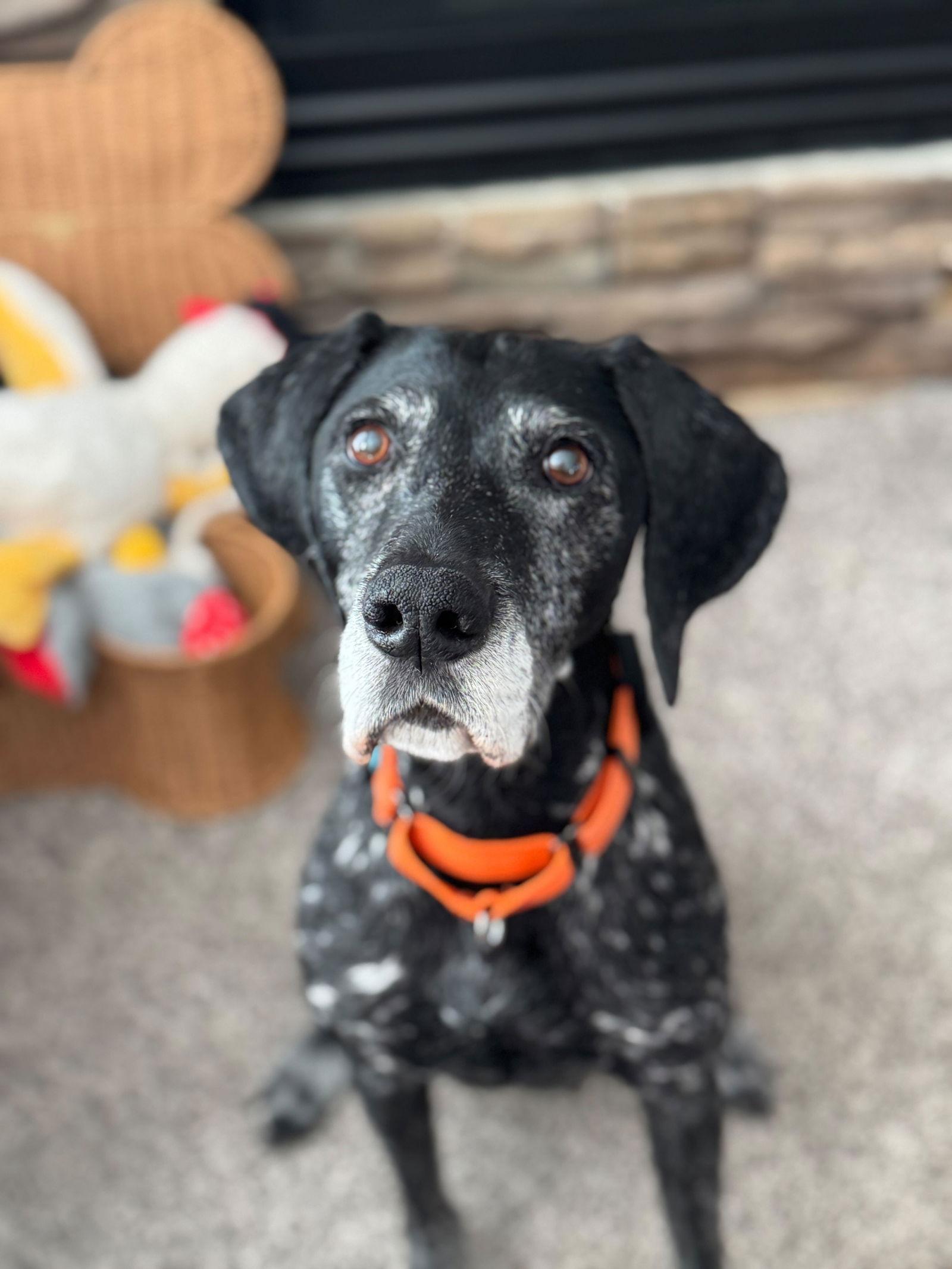 Brooke - Coming Soon!, a Adoptable German Shorthaired Pointer in Omaha, NE image 2/3
