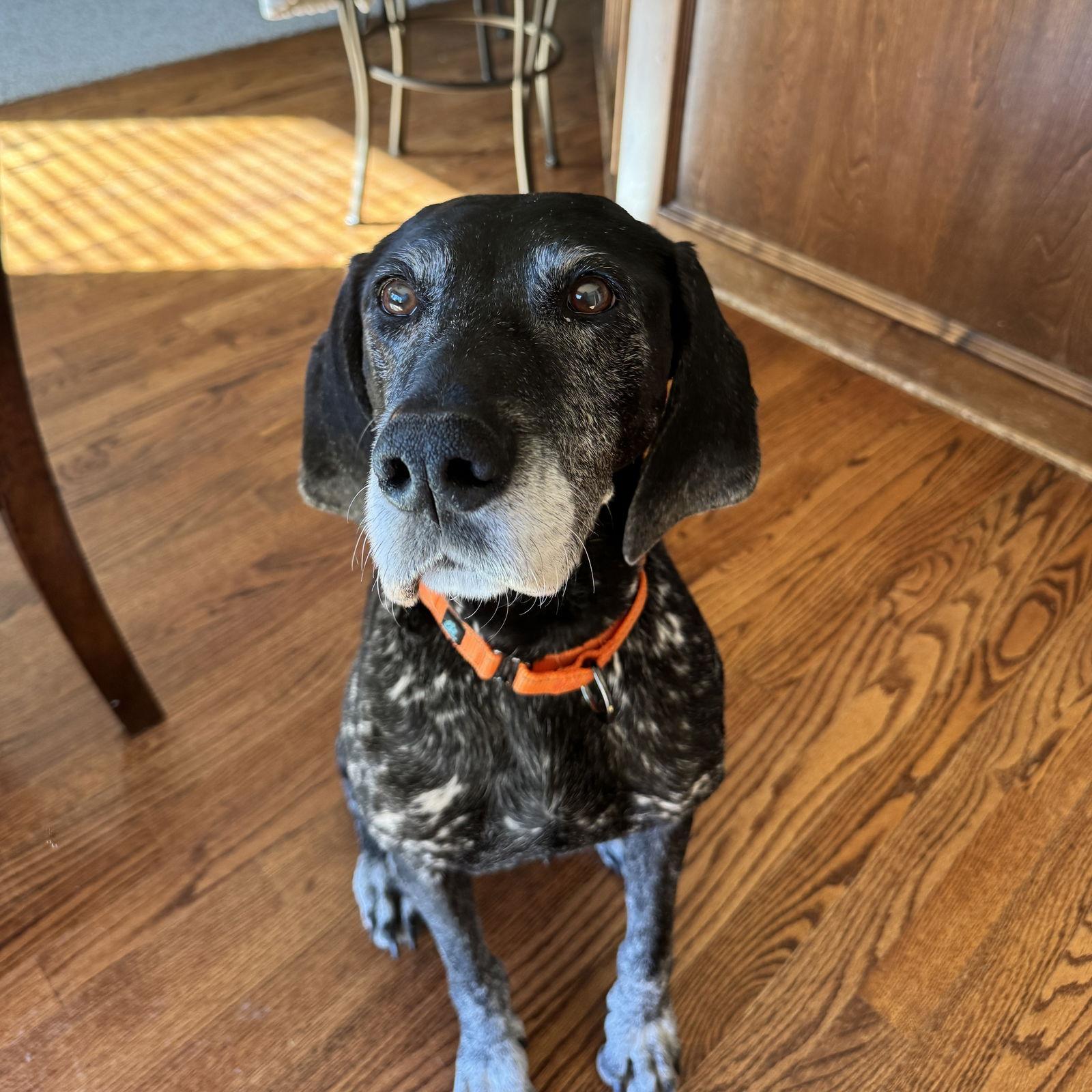 Brooke - Coming Soon!, a Adoptable German Shorthaired Pointer in Omaha, NE image 3/3