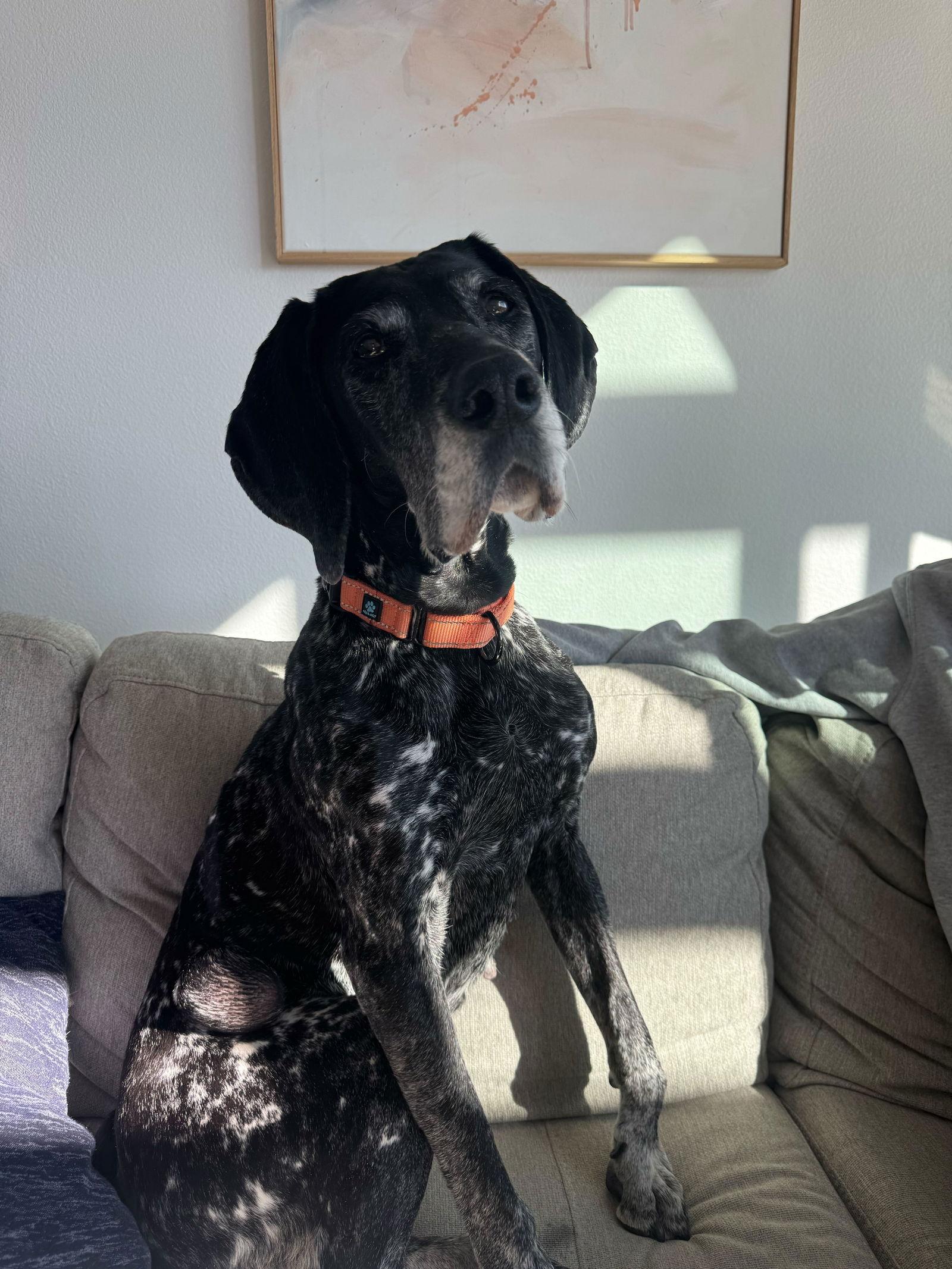 Brooke, a Adopted German Shorthaired Pointer in Omaha, NE image 2/3