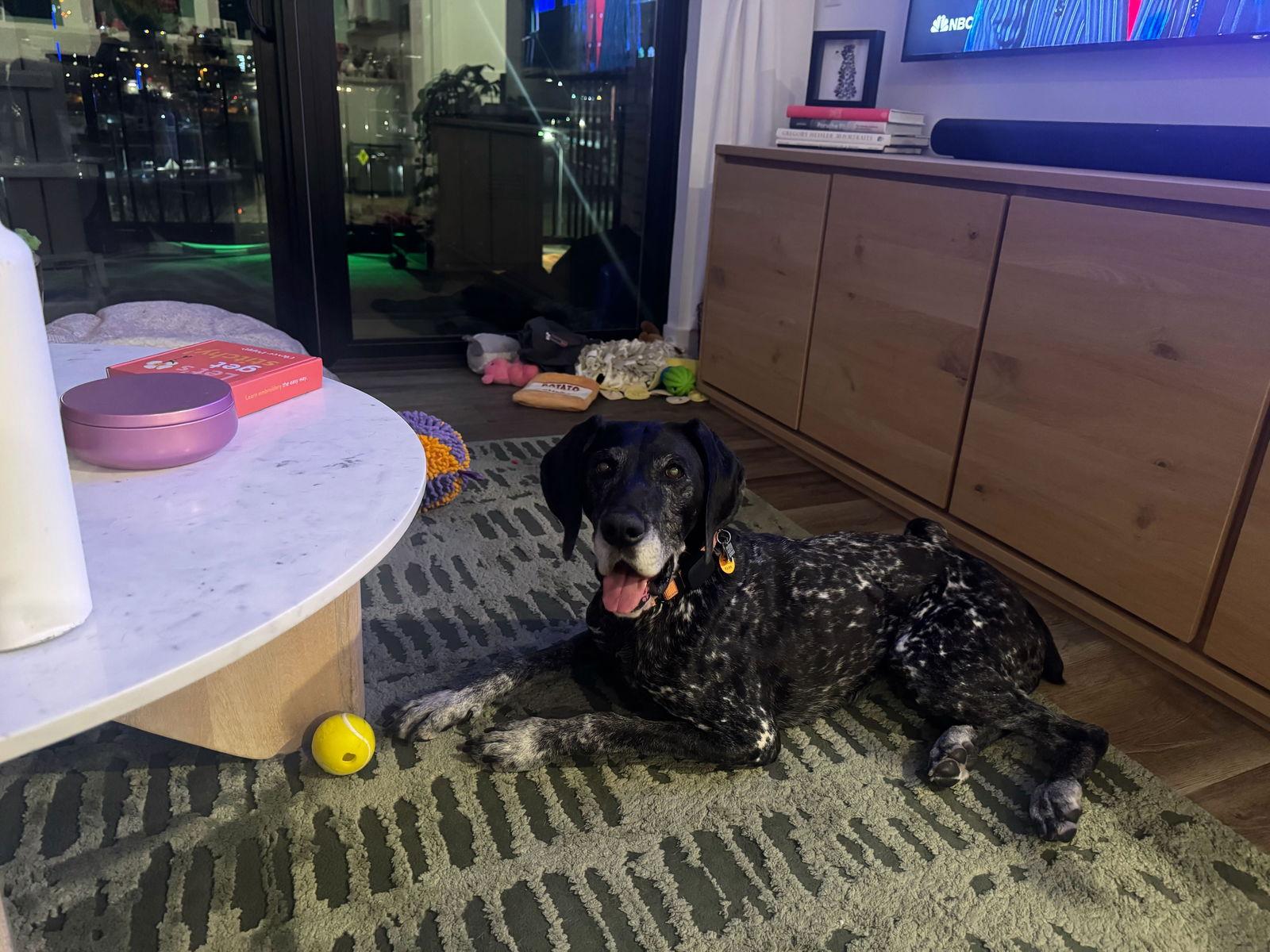 Brooke, a Adopted German Shorthaired Pointer in Omaha, NE image 3/3