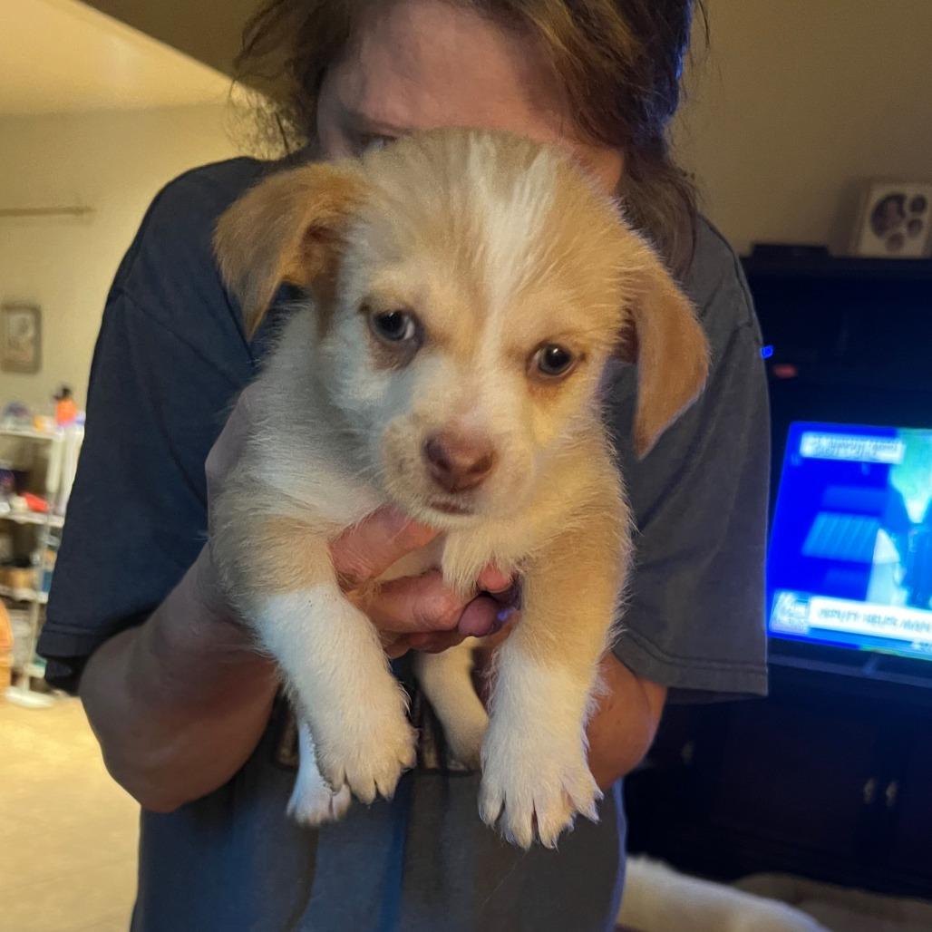 Enlarge Pico, a Adopted mixed breed in Conroe, TX image 1/1