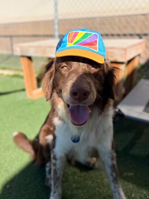 Finch, Adoptable, Adult Male Australian Shepherd & Mixed Breed.