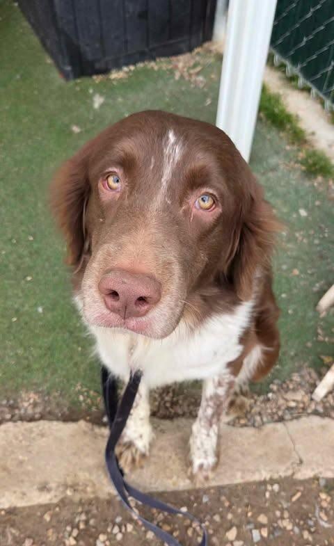 Finch, Adoptable, Adult Male Australian Shepherd & Mixed Breed.