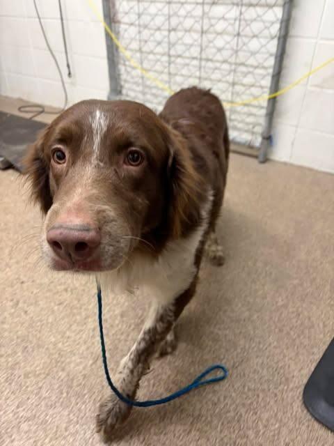 Finch, a Adoptable mixed breed in Fruit Heights, UT image 2/4