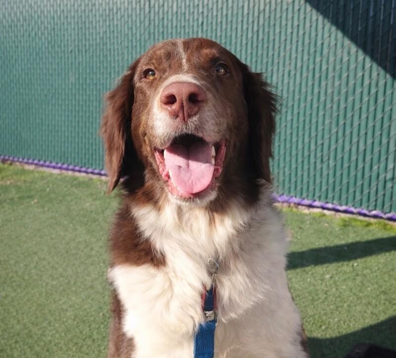 Finch, a Adoptable mixed breed in Fruit Heights, UT image 3/4