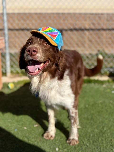 Finch, a Adoptable mixed breed in Fruit Heights, UT image 3/6