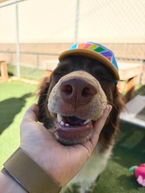 Finch, a Adoptable mixed breed in Fruit Heights, UT image 4/6