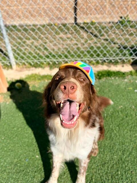 Finch, a Adoptable mixed breed in Fruit Heights, UT image 5/6