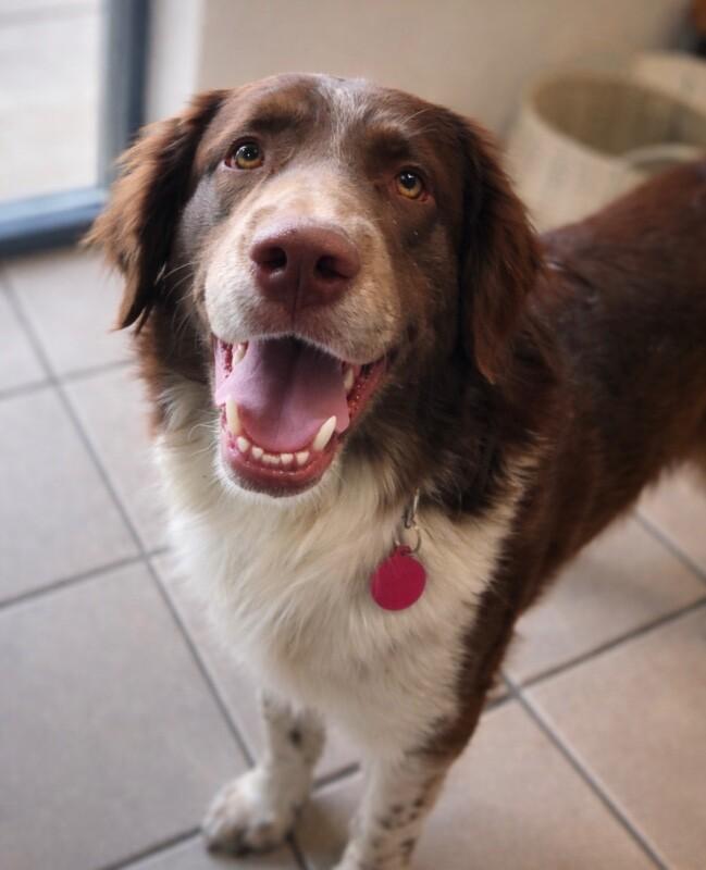 Finch, a Adoptable mixed breed in Fruit Heights, UT image 4/4