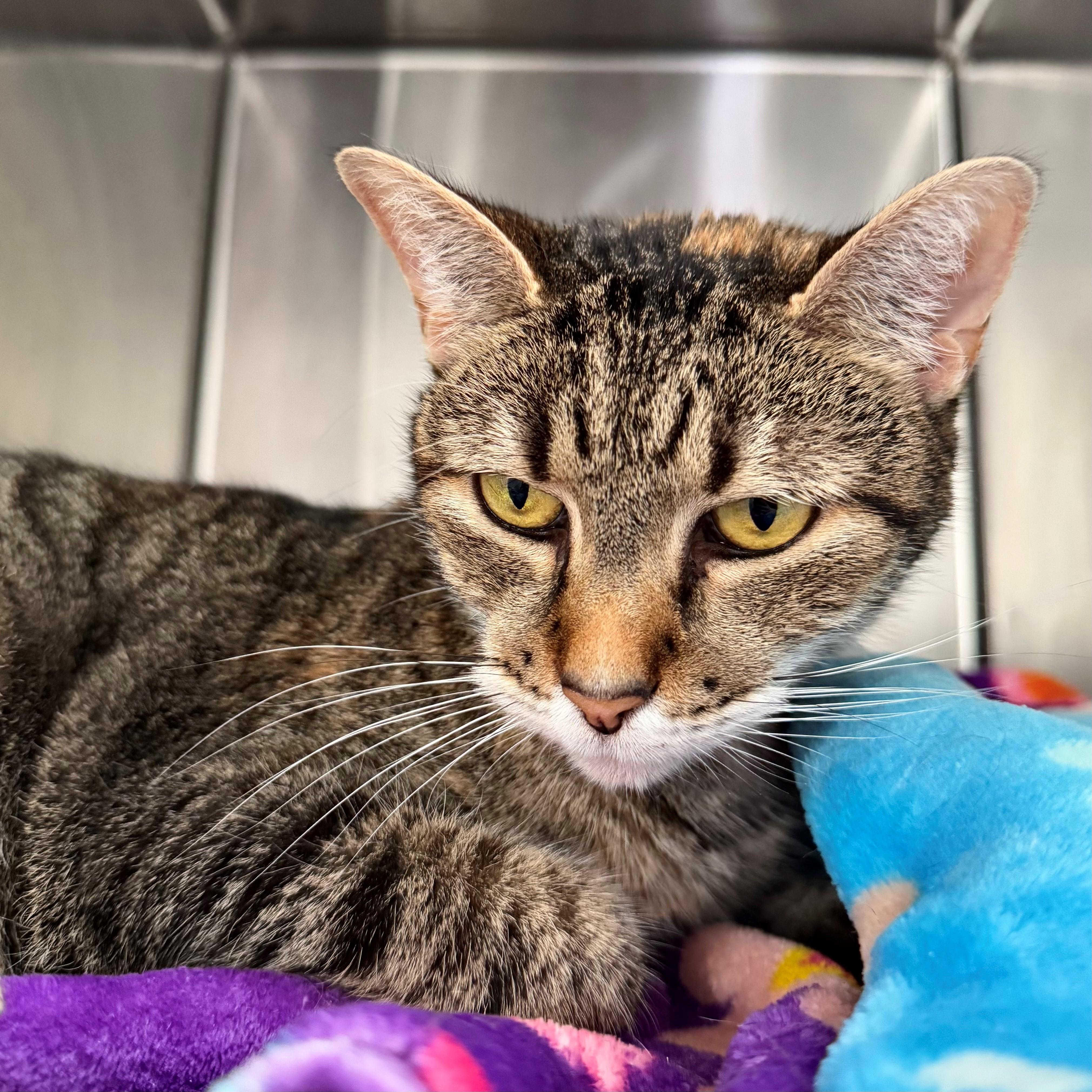 Amelia, an adoptable Domestic Short Hair in Hilton Head Island, SC, 29925 | Photo Image 1