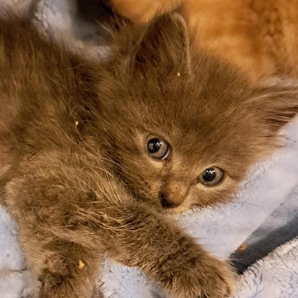 Dodger, Adoptable, Kitten Male Domestic Short Hair.