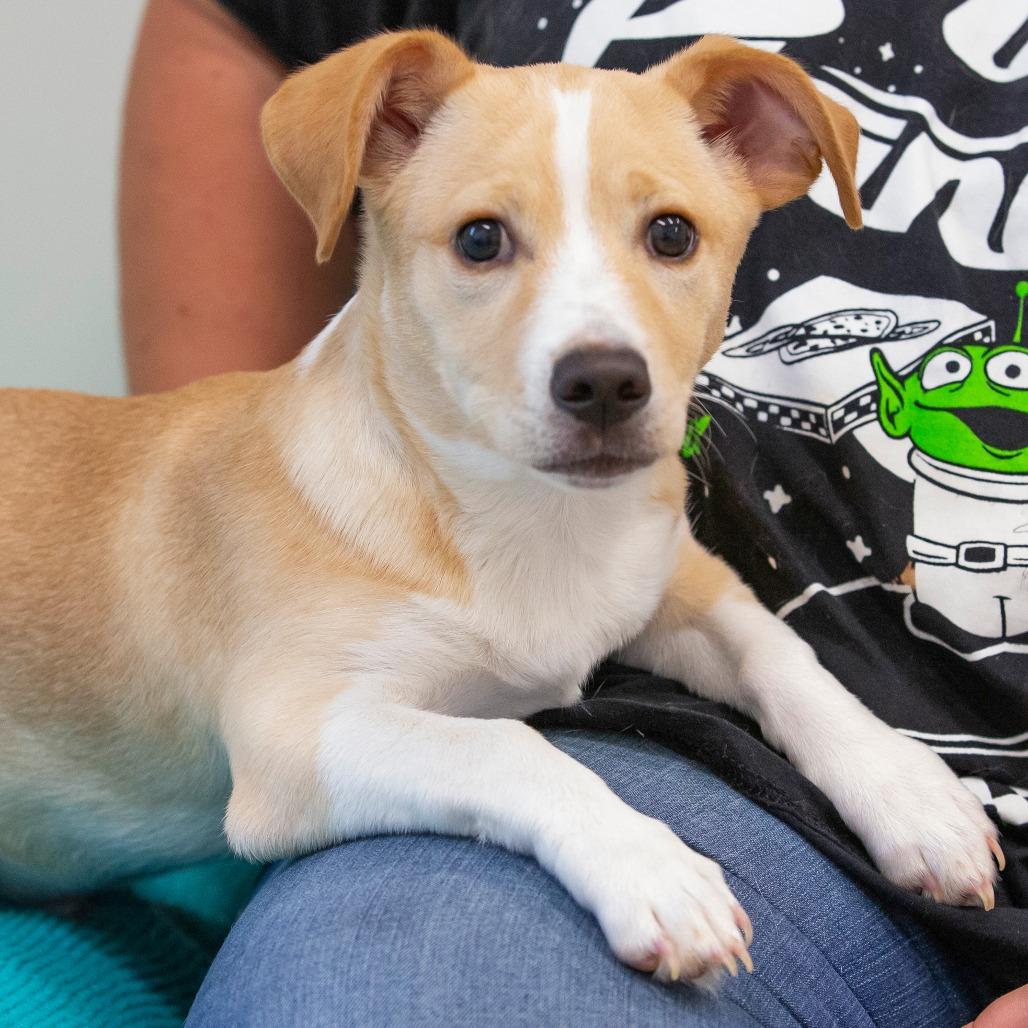 Bruno, Adoptable, Puppy Male Mixed Breed.