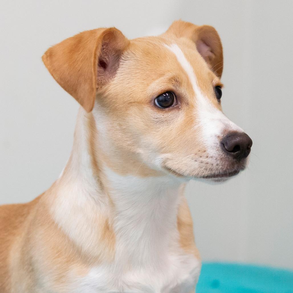 Enlarge Bruno, a Adoptable Mixed Breed in Cartersville, GA image 2/4