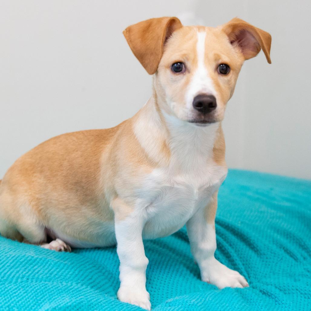 Enlarge Bruno, a Adoptable Mixed Breed in Cartersville, GA image 3/4