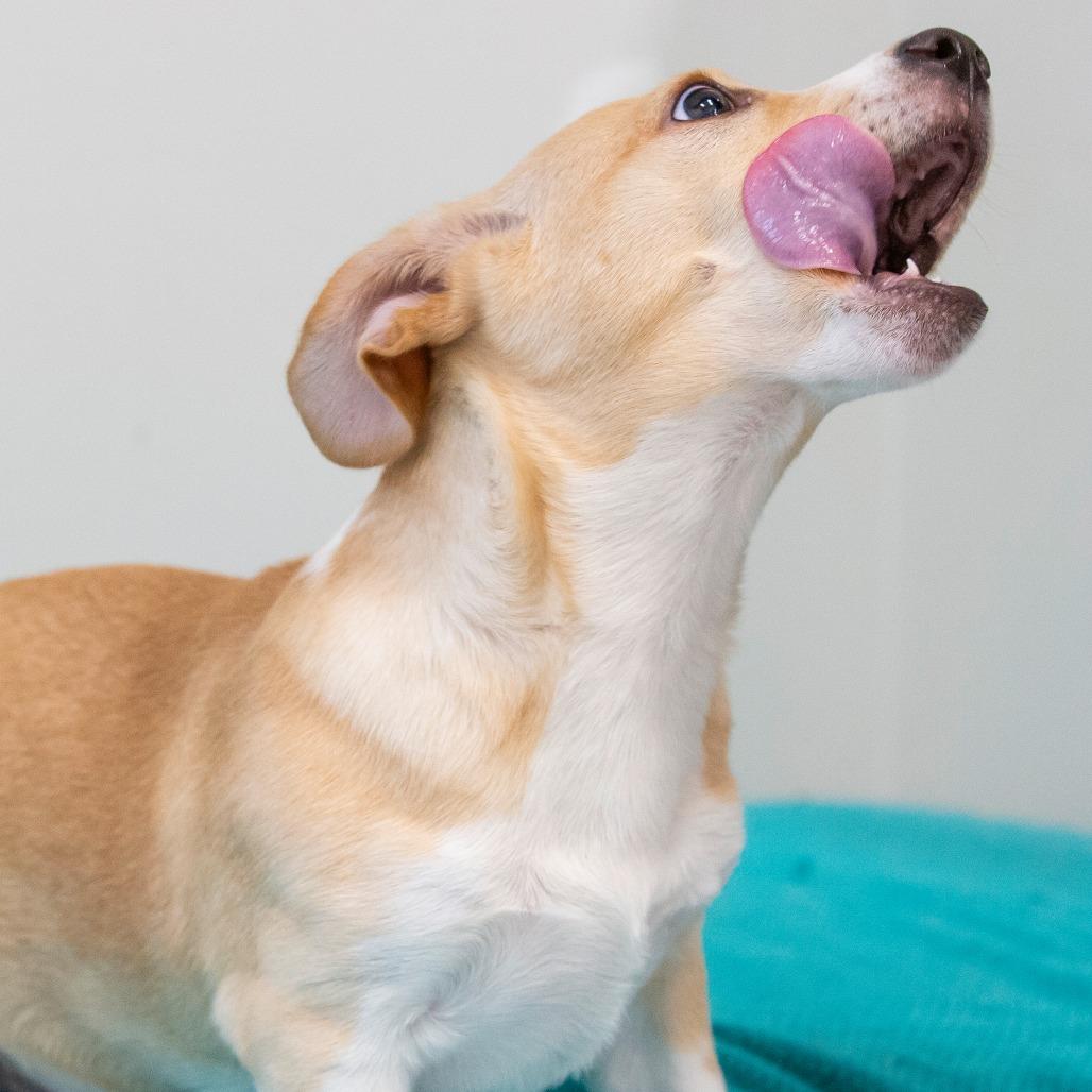 Enlarge Bruno, a Adoptable Mixed Breed in Cartersville, GA image 4/4