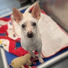 Winifred, a Adoptable Chihuahua in Pittsford, VT image 1/2