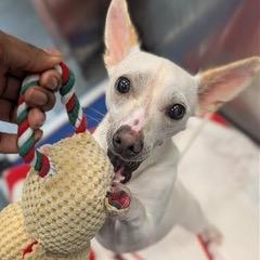 Winifred, a Adoptable Chihuahua in Pittsford, VT image 2/2