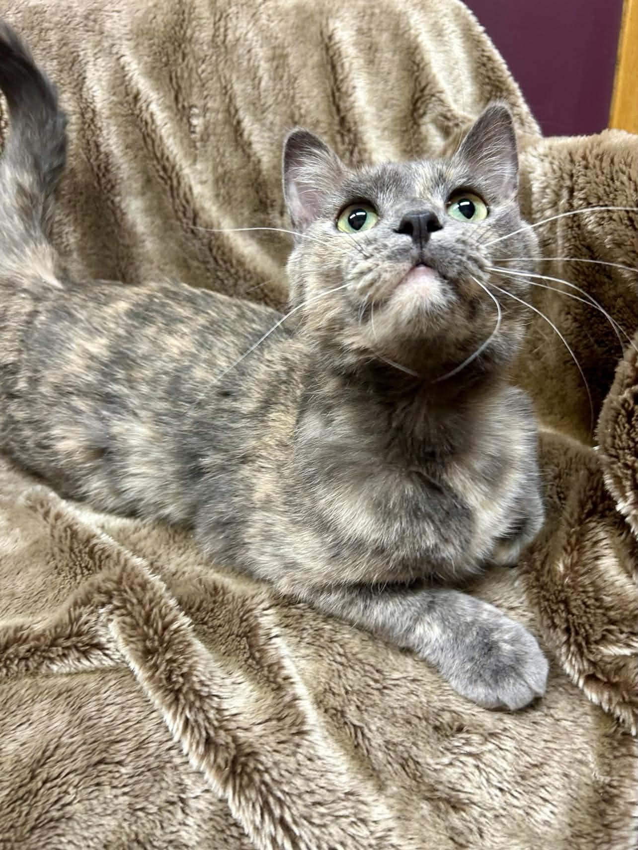 Enlarge Terah, a Adoptable Domestic Short Hair in Alexandria, MN image 3/3