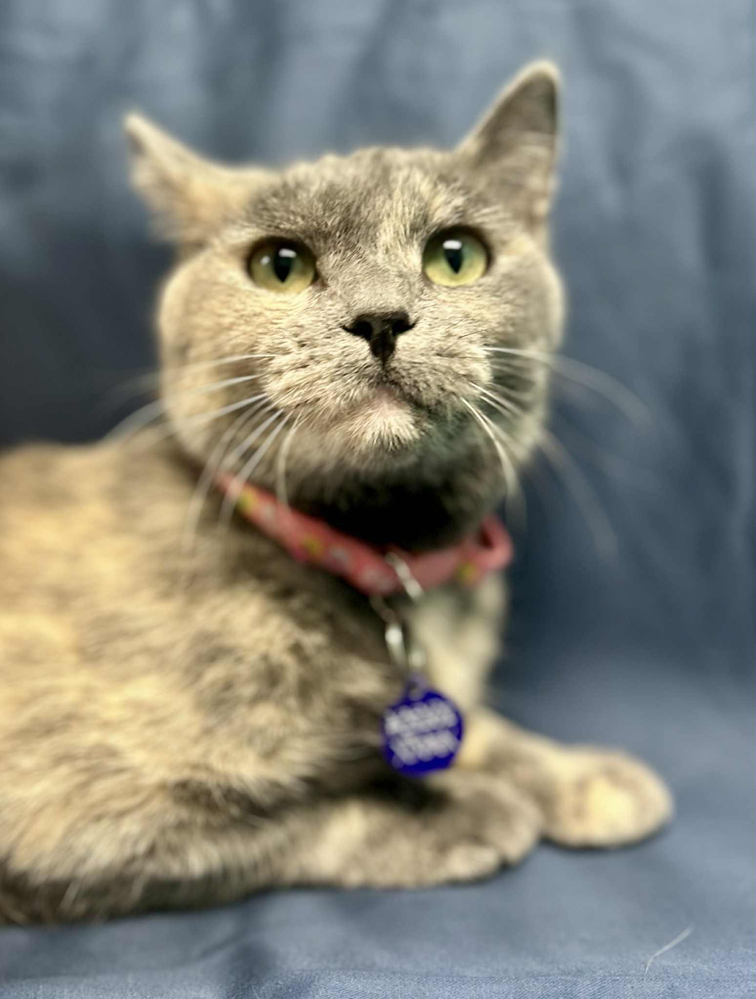 Terah, a Adoptable Domestic Short Hair in Alexandria, MN image 1/3
