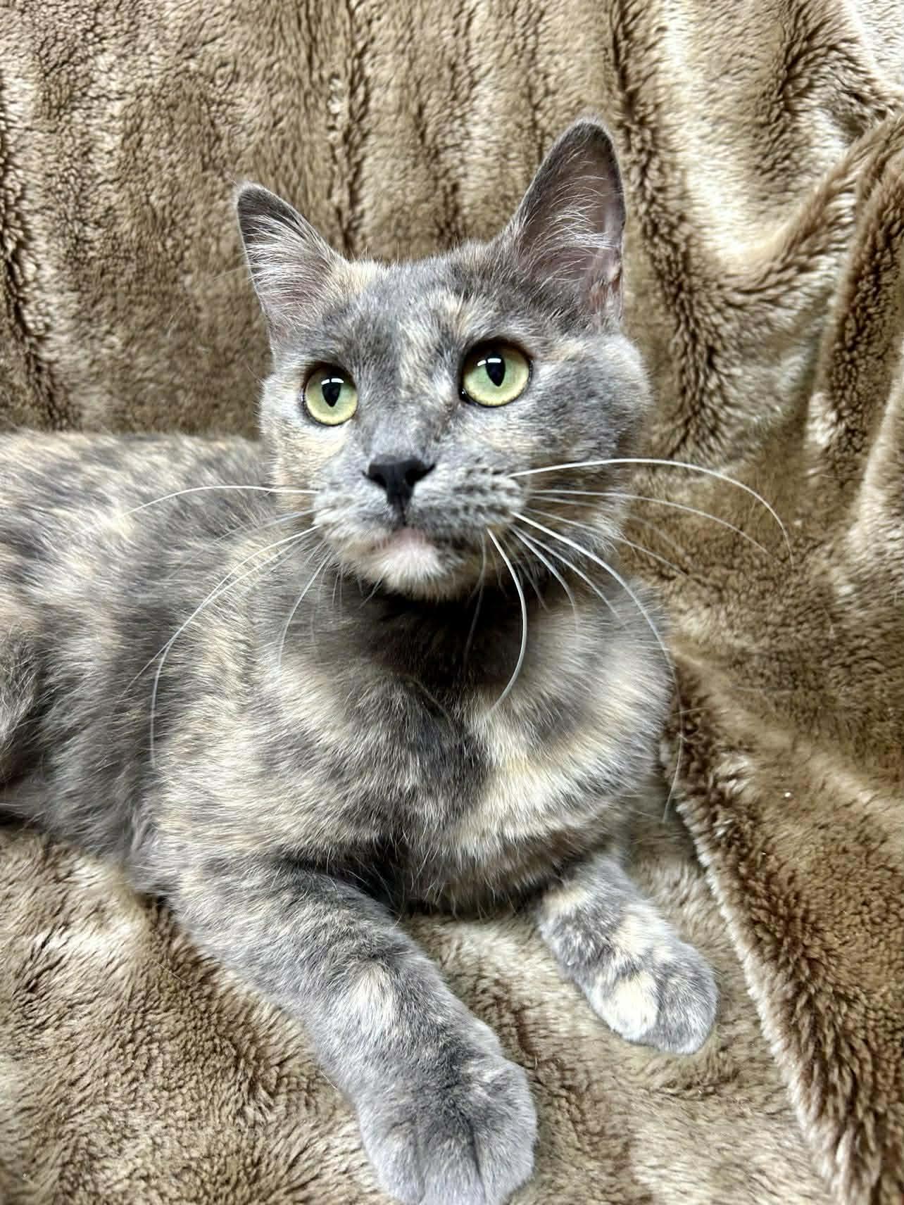 Terah, Adoptable, Adult Female Domestic Short Hair.